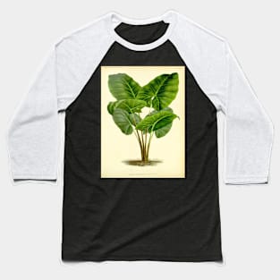 Alocasia Villeneuvei - Gyselnyck - Botanical Illustration Baseball T-Shirt